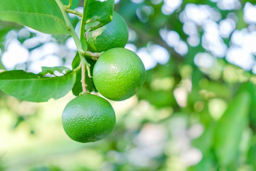 Thornless Key Lime Tree