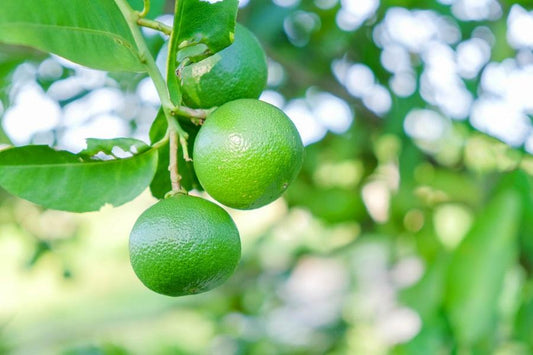 Thornless Key Lime Tree