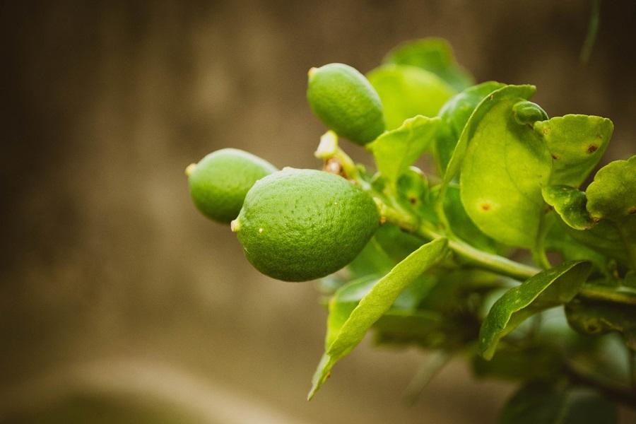 Types of Lime Trees