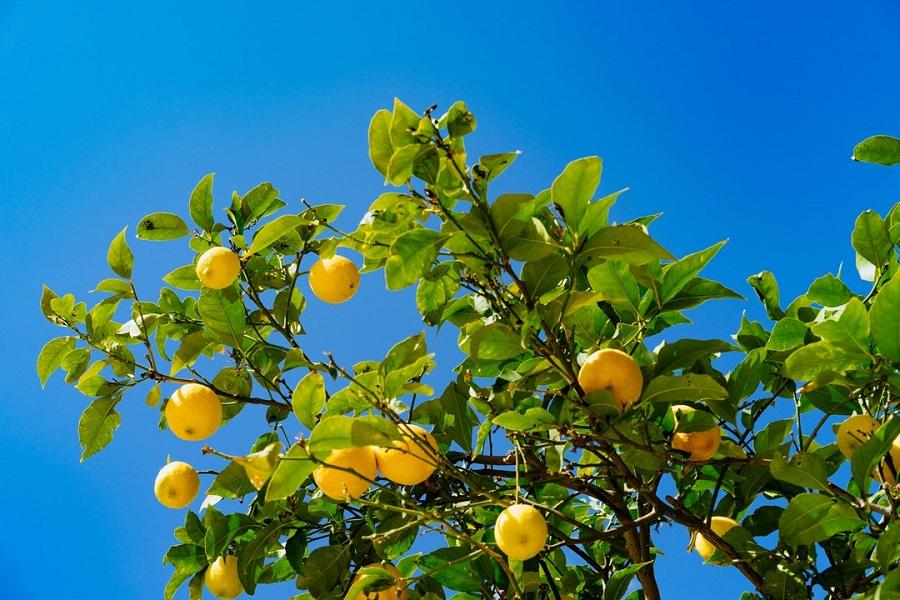 Different Types of Lemon Tree