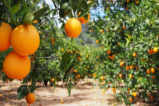 Valencia Orange Tree Grove