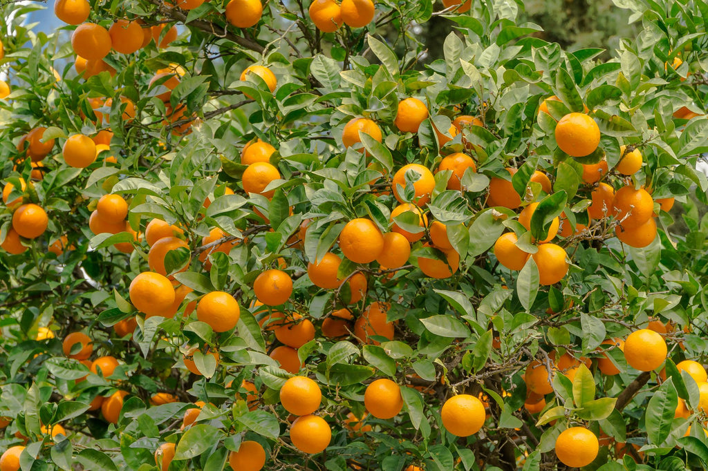 How to Care for a Valencia Orange Tree