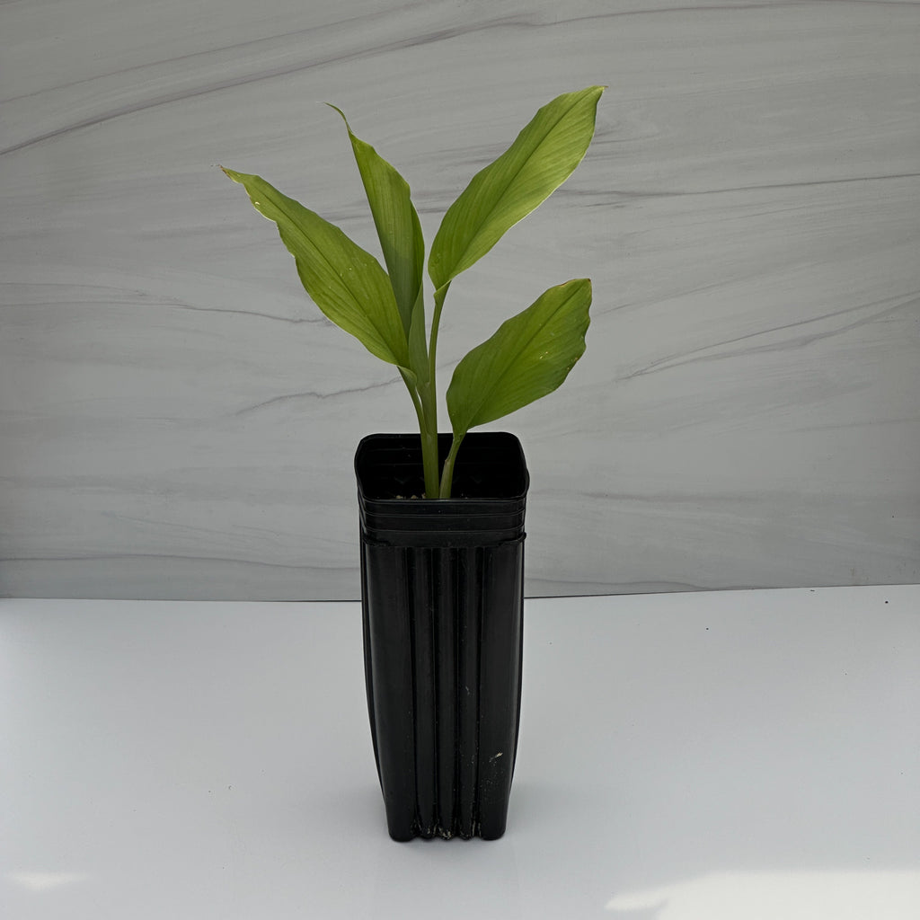 Turmeric Plants