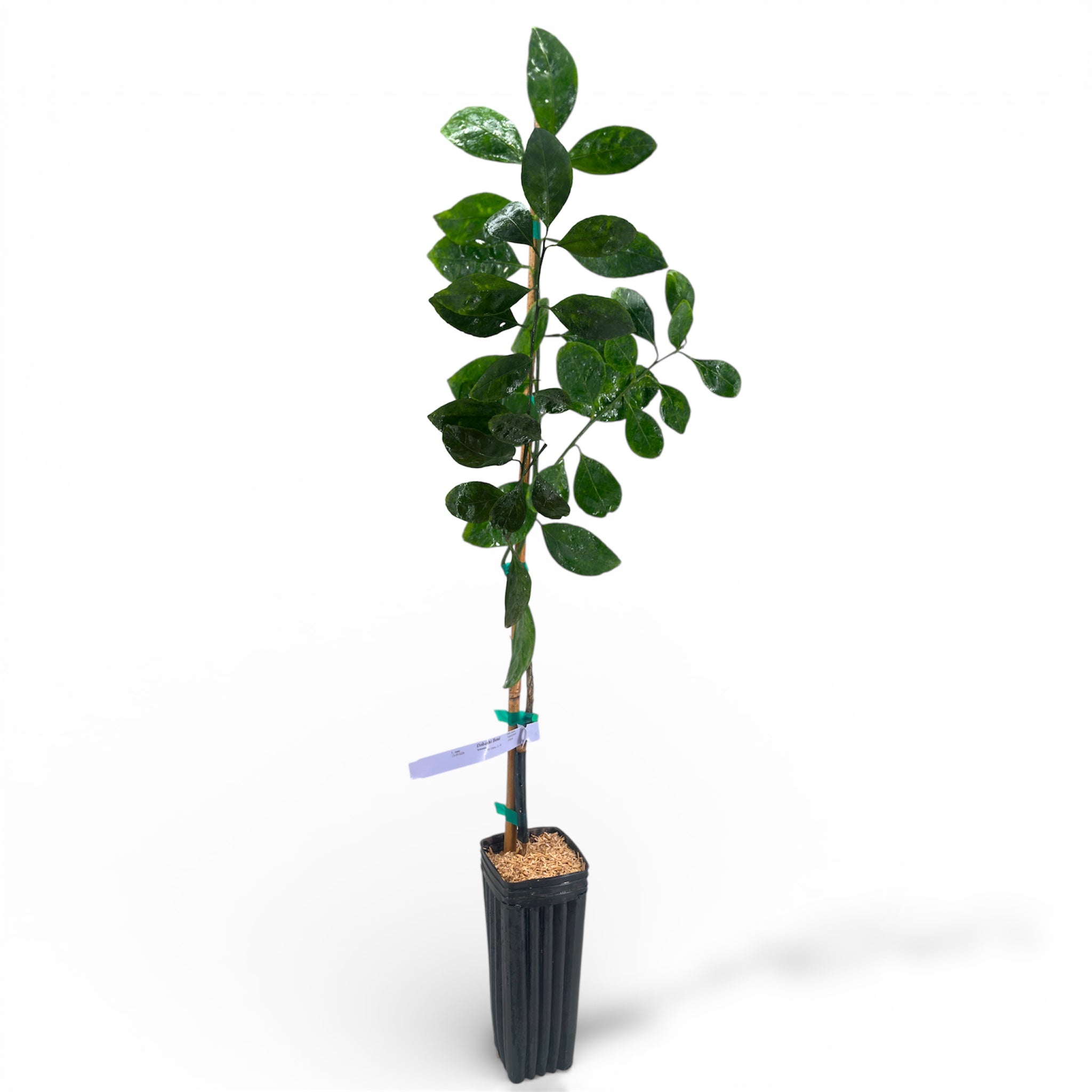 Dobashi Beni Satsuma Mandarin Tree