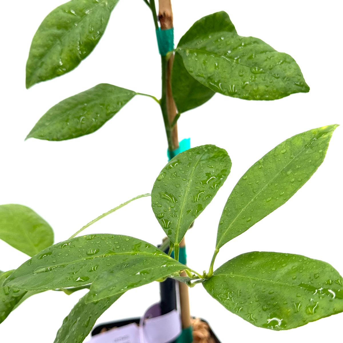 buy calamondin tree in houston Calamondin Tree – US Citrus Nursery