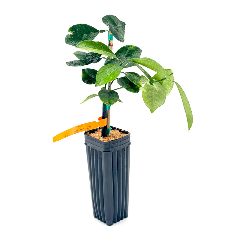 N-33 Navel Orange Tree