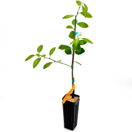 New Zealand Lemonade Tree