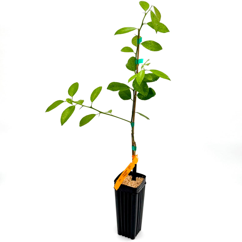 New Zealand Lemonade Tree