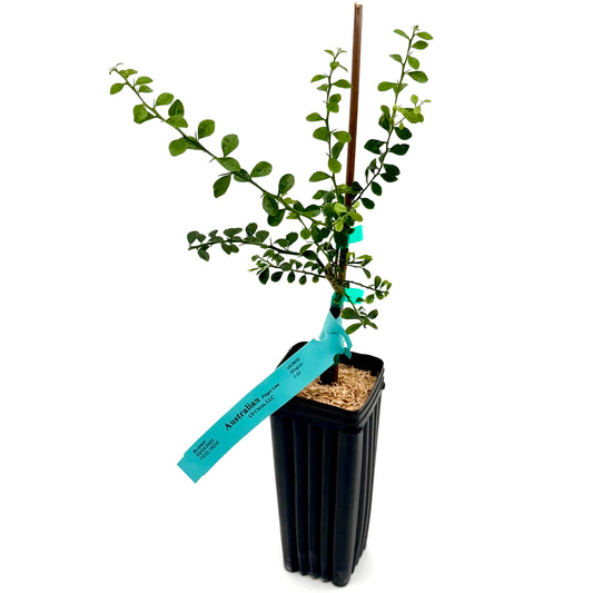 Australian Finger Lime Tree