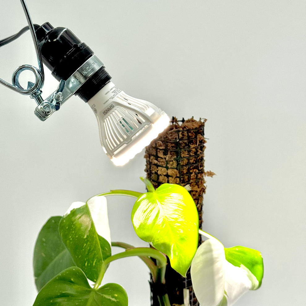 grow light bulb for plants Grow Light & Clamp Combo – US Citrus Nursery