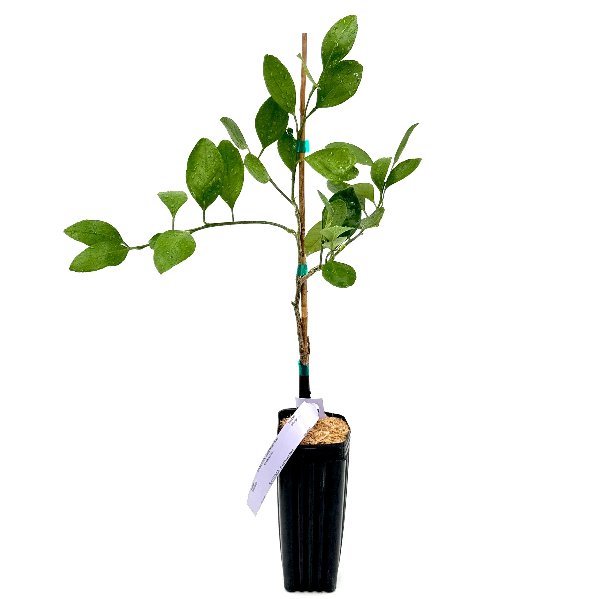 FRUITS　no95-98 Frost Owari Satsuma Mandarin Tree – US Citrus Nursery