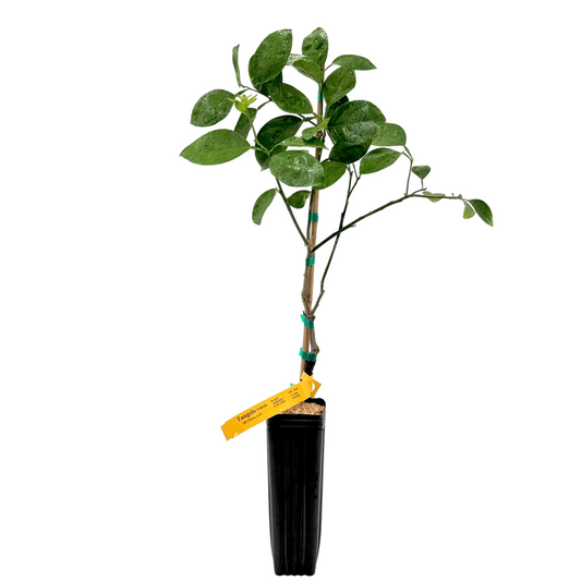 Orlando Tangelo Tree