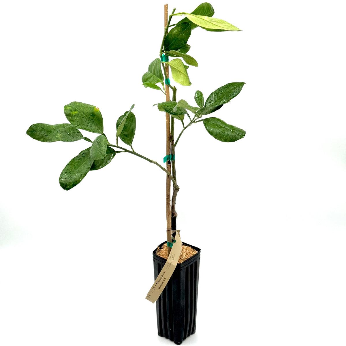 pomelo plant in a pot Hirado Buntan Pomelo Tree – US Citrus Nursery