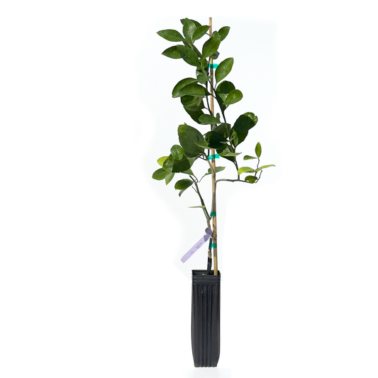 Dobashi Beni Satsuma Mandarin Tree