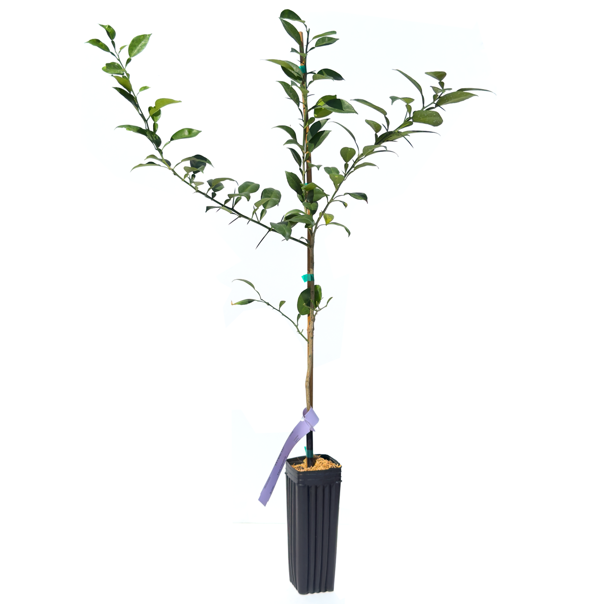 Yuzu Ichandrin Trees for Sale | Buy Online | US Citrus Nursery