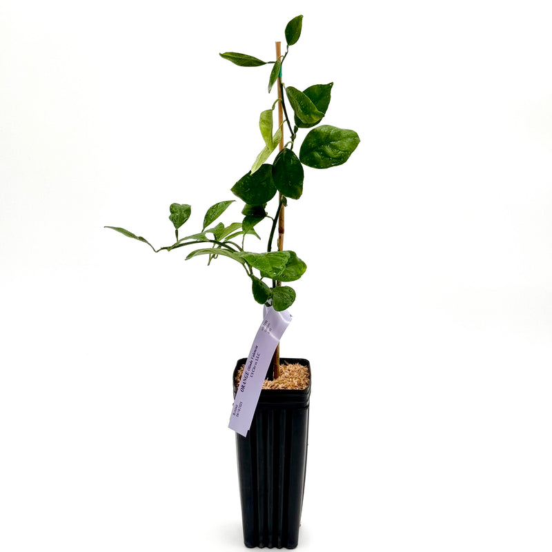 Valencia Orange Tree