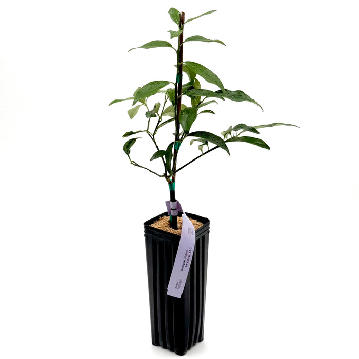 Nagami Kumquat Tree