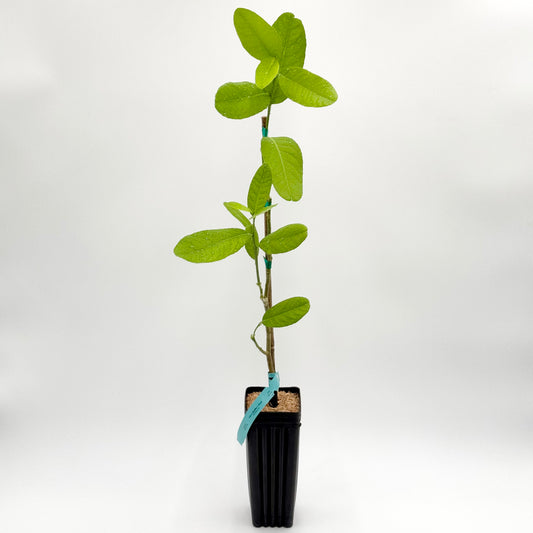 Buddha's Hand Citron Tree