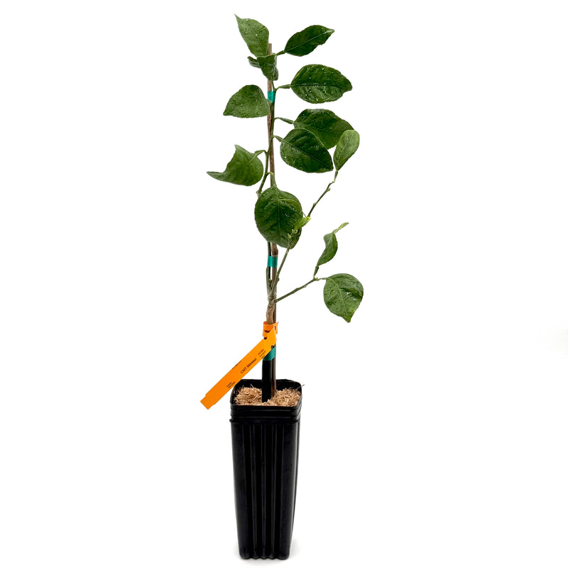 Shiranui Mandarin Tree