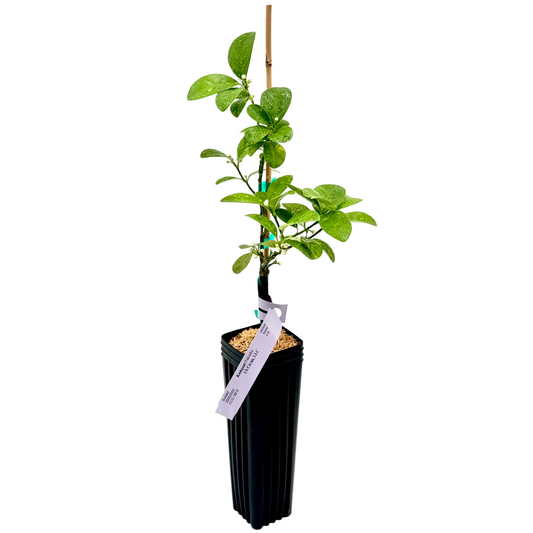 Fukushu Kumquat Tree