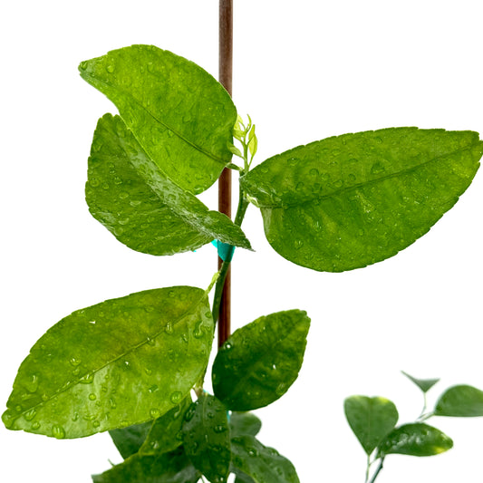 Murcott W. Afourer Mandarin Tree