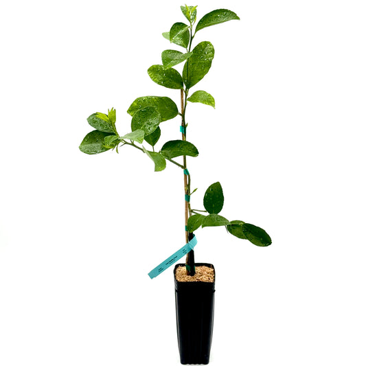 Palestine Sweet Lime Tree