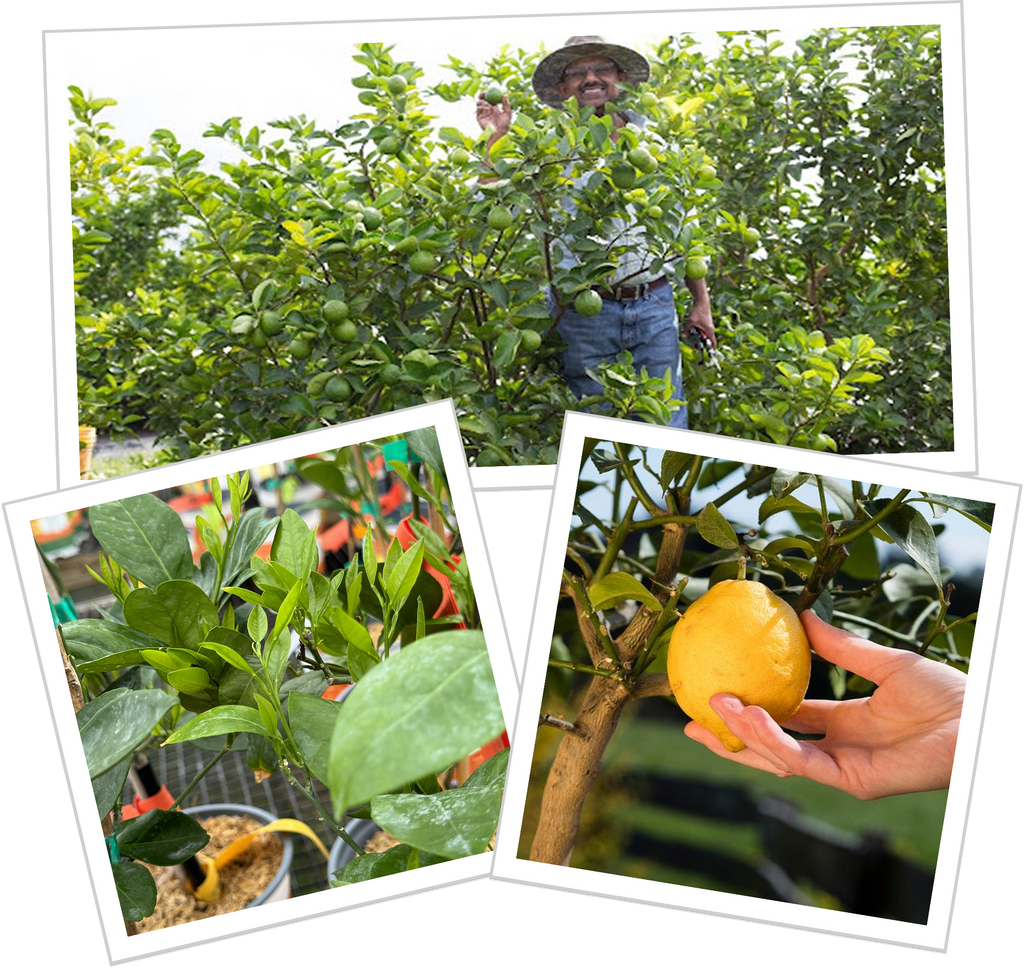 About Agriculture Image