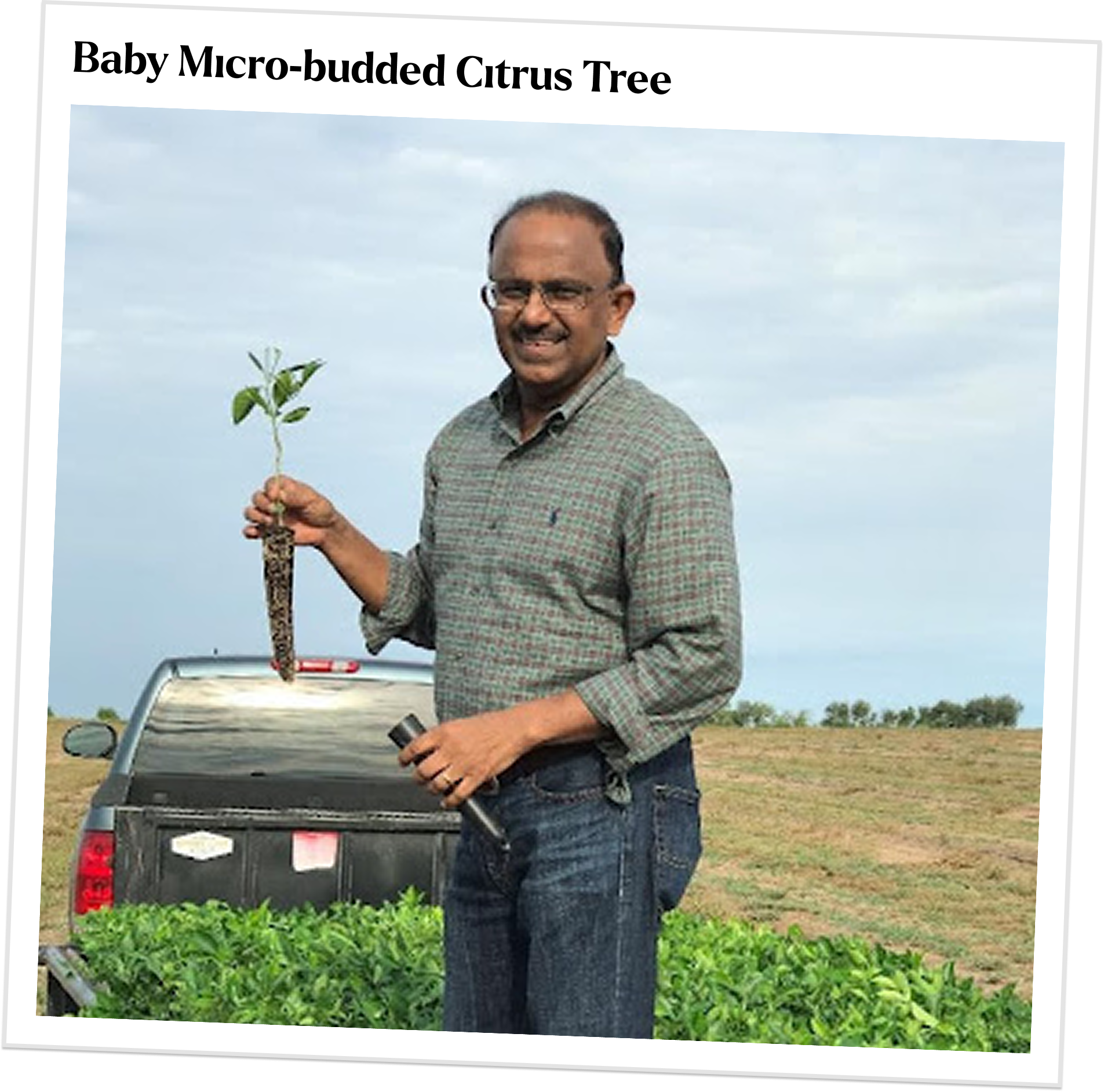 Micro-budding Image