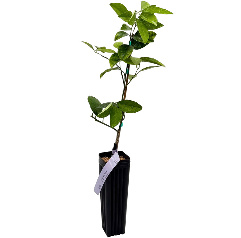 Sanguinelli Blood Orange Tree