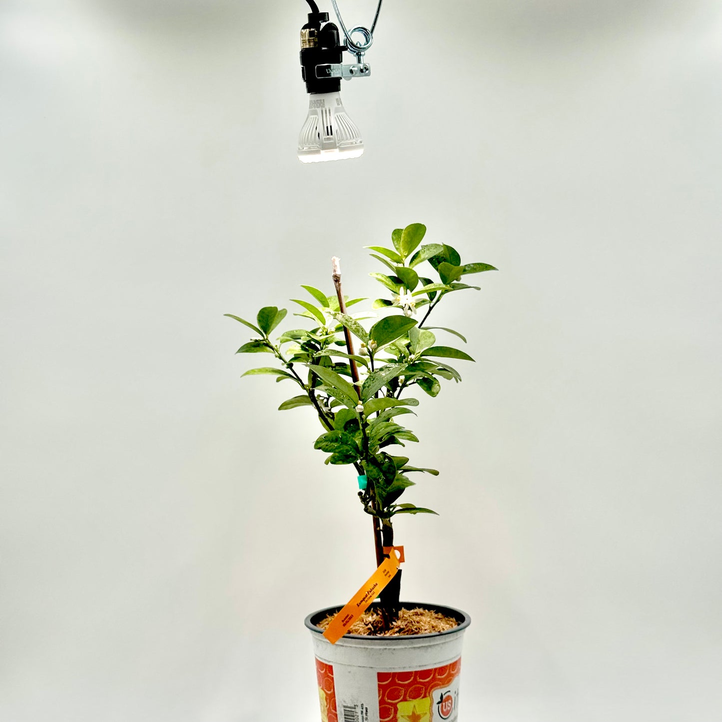 Grow Light & Clamp Combo