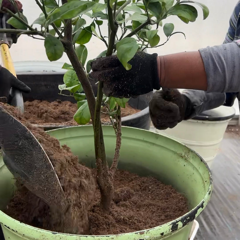 Super Soil | High-Performance Mineral-Based Living Soil Blend