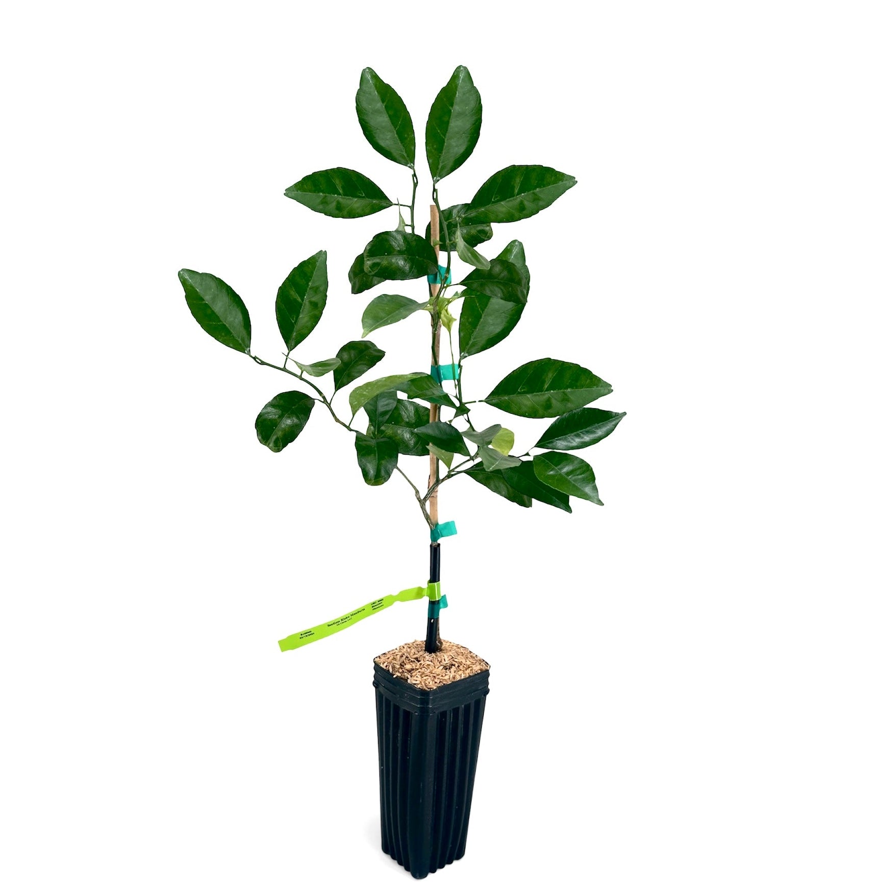 Kishu Mandarin Tree Potted plant with green leaves on a white background