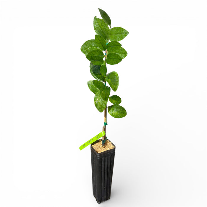 Persian (Bearss) Lime Tree