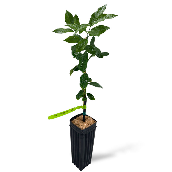 Eureka Lemon Tree (Citrus limon 'Eureka') - Plants Express Eureka Lemon Tree (Citrus limon 'Eureka') - Plants Express