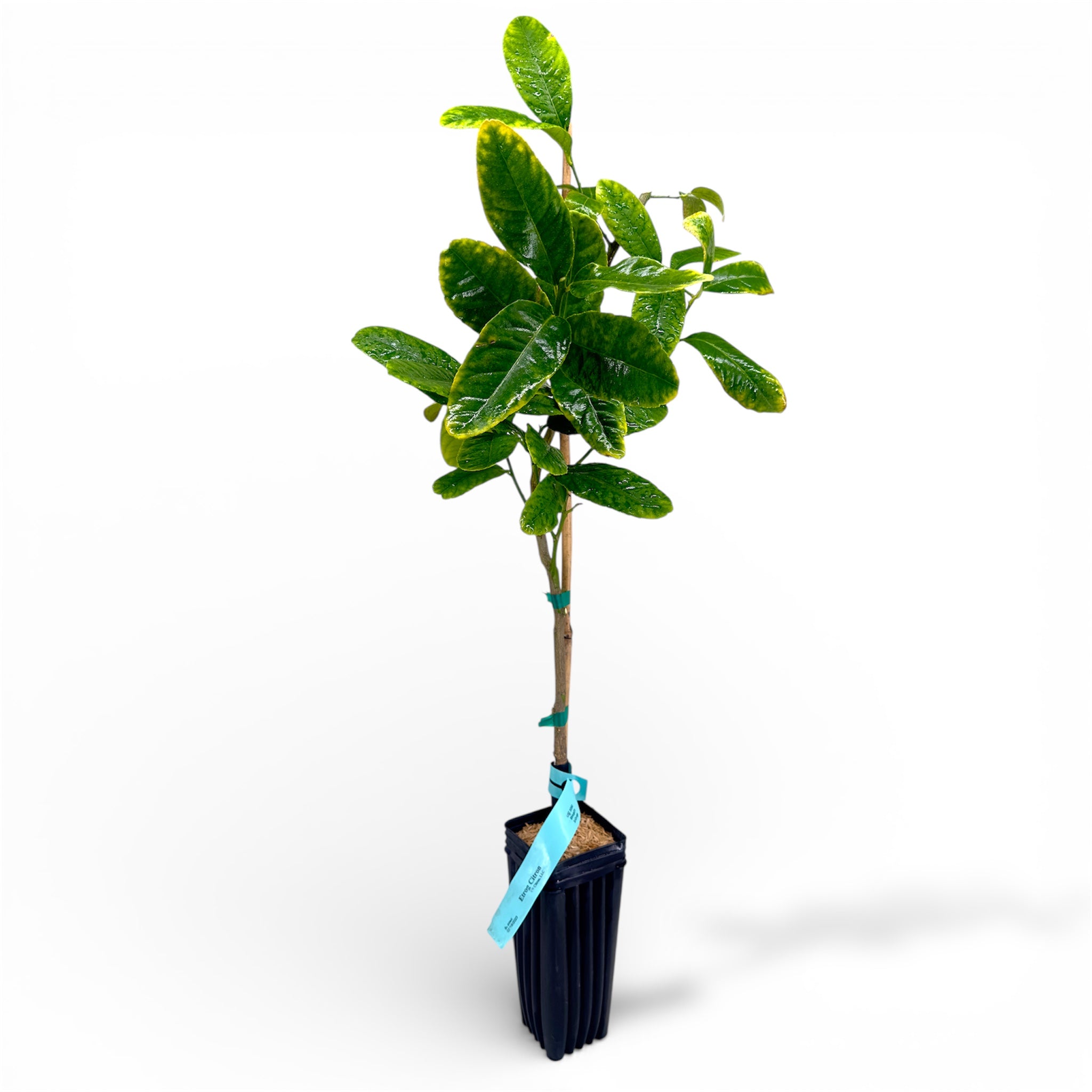 Etrog Citron Tree Potted plant with a white background