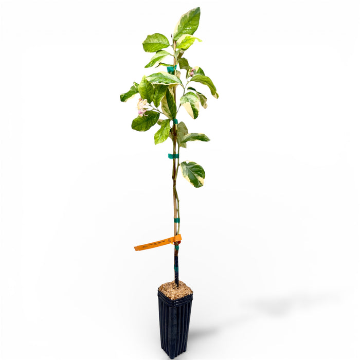 Pink Variegated Eureka Lemon Tree