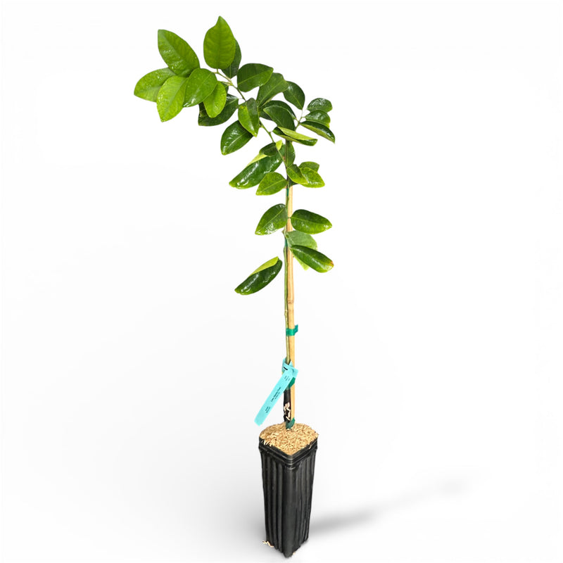 Palestine Sweet Lime Tree Potted plant with a white background