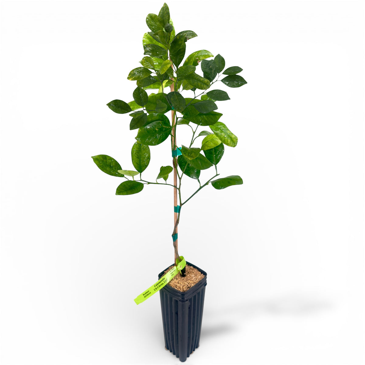 buy calamondin tree in houston Calamondin Tree – US Citrus Nursery