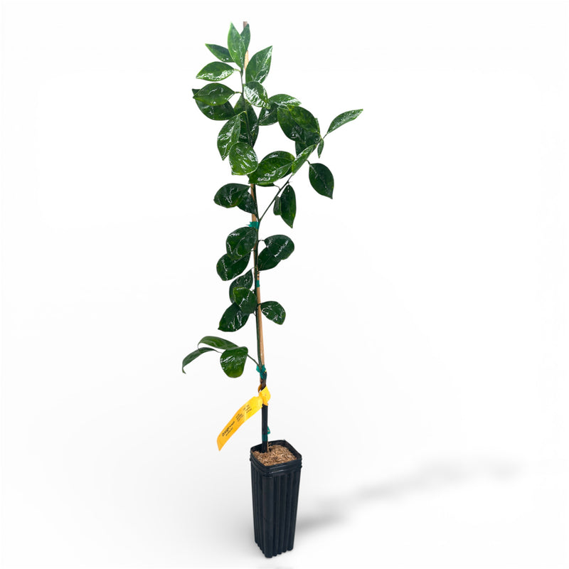 Pineapple Orange Tree