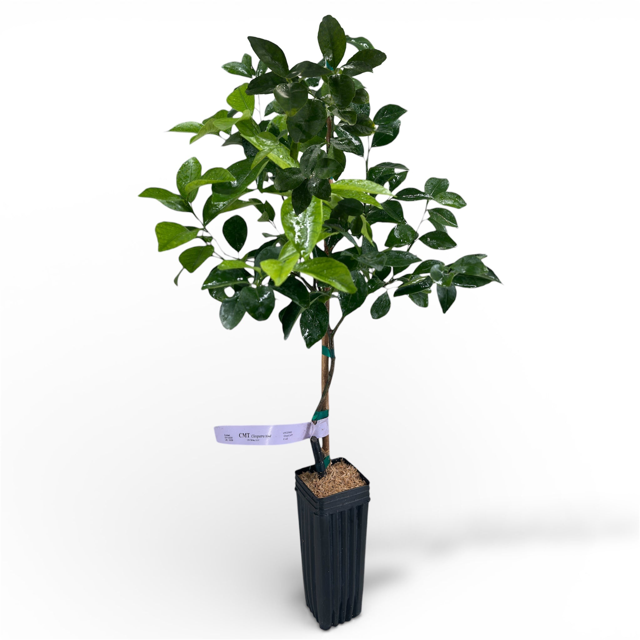 Cleopatra Mandarin Potted plant with a white background