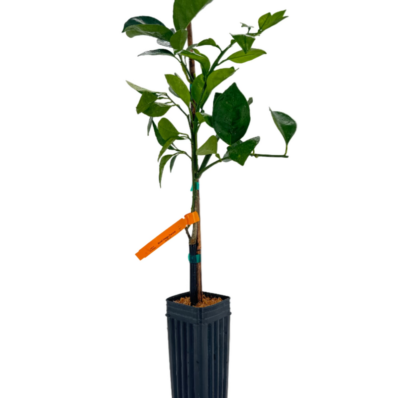 Tarocco Blood Orange Tree