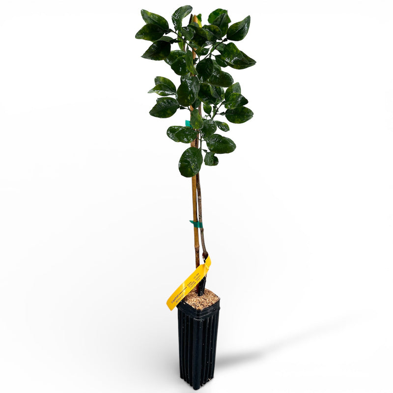 Oroblanco (Pomelo) Grapefruit Tree