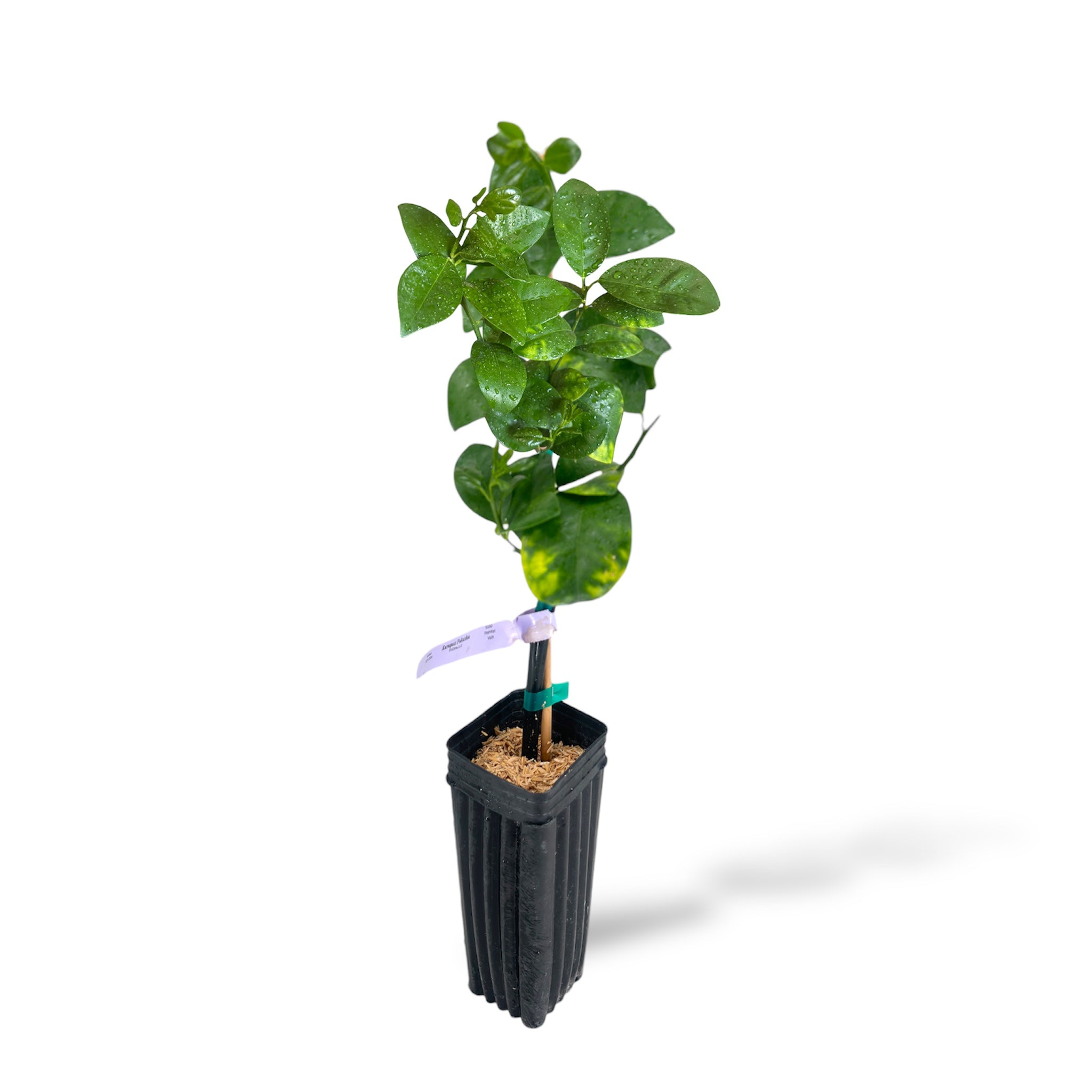 Fukushu Kumquat Potted plant with a white background