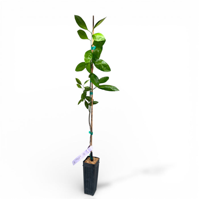 Frost Owari Satsuma Mandarin Tree