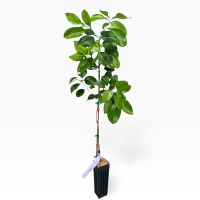 Rio Red Grapefruit Tree