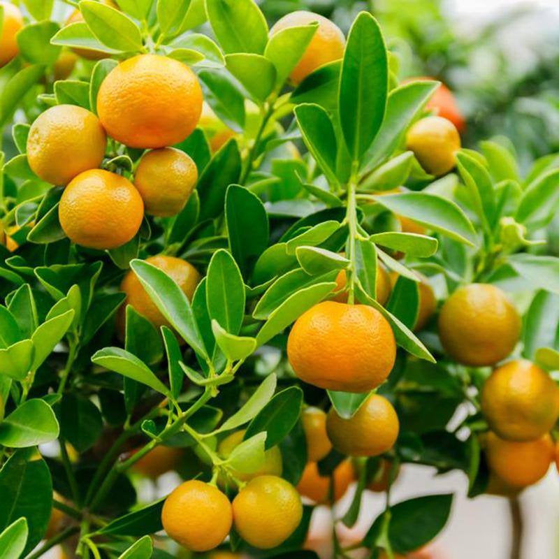 Calamondin Tree – US Citrus Nursery