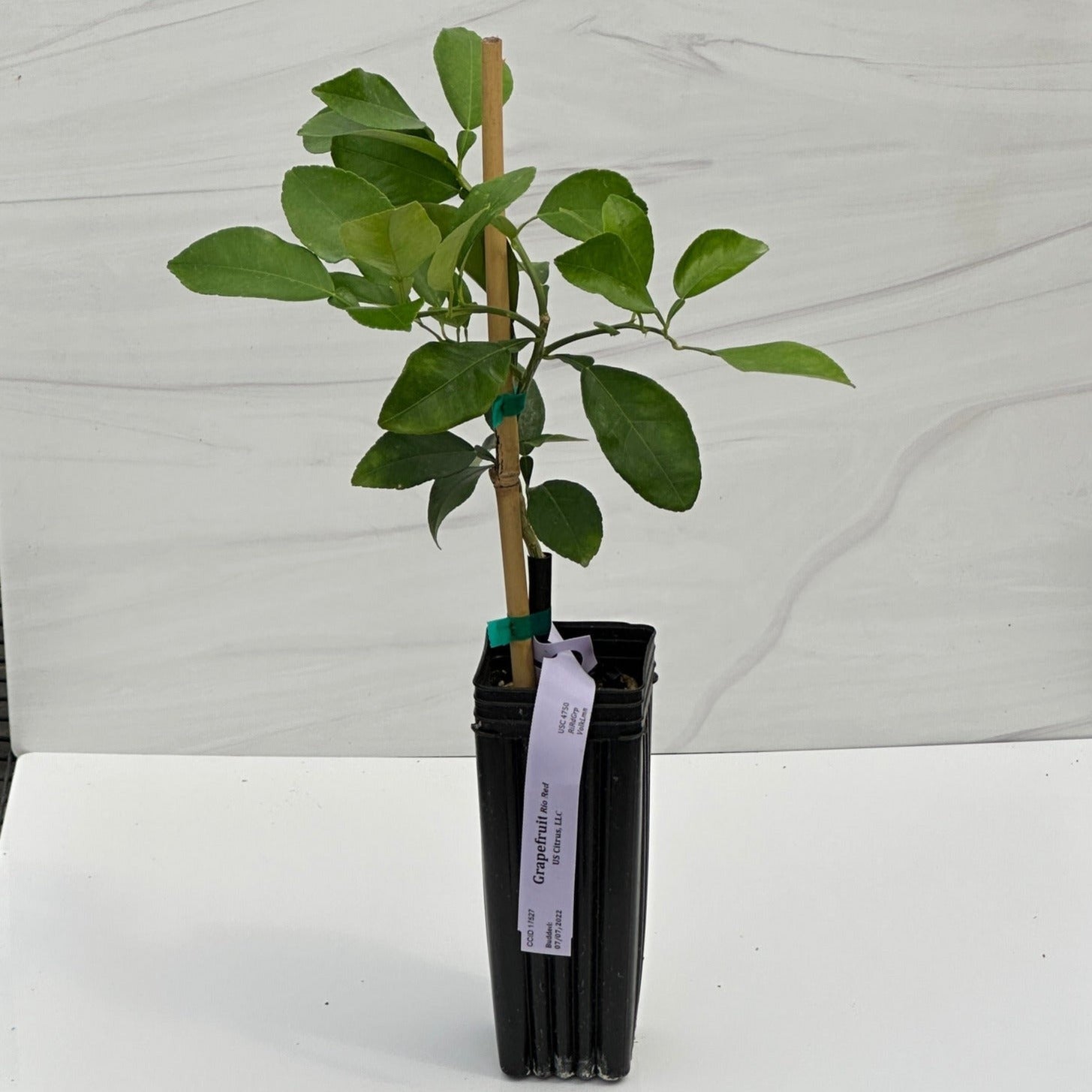 Grapefruit Tree